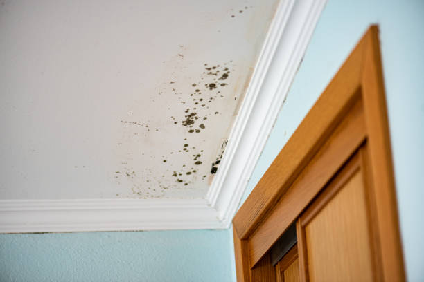 Crawl Space Mold Removal in Biloxi, MS