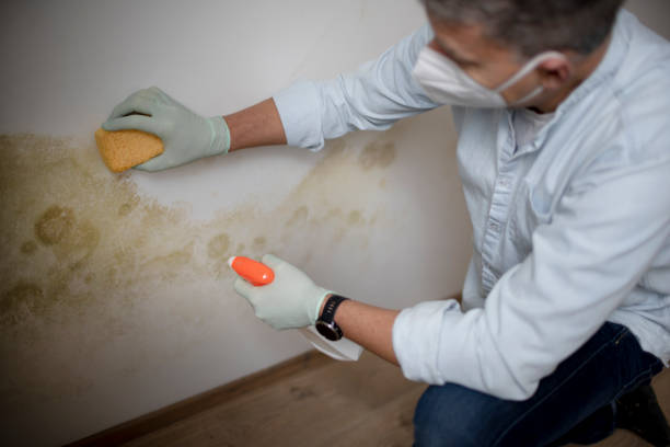 Best Certified Mold Removal  in Biloxi, MS
