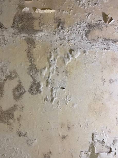 Best Mold Remediation Experts  in Biloxi, MS