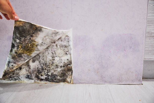 Best Attic Mold Removal  in Biloxi, MS